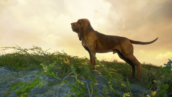 TheHunter: Call of the Wild - Bloodhound screenshot 1